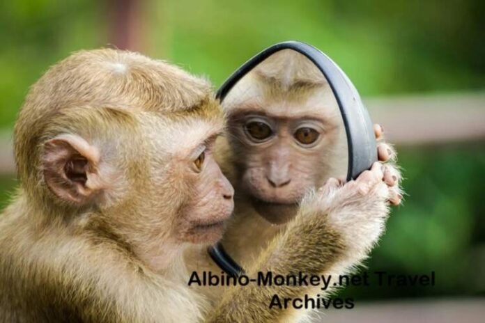 Albino-Monkey.net Travel Archives