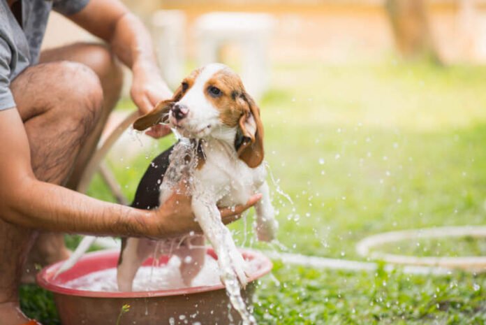 Dog Shampoo Brush Petland