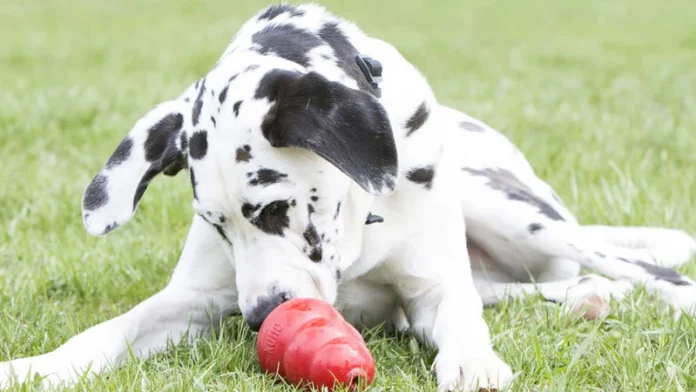 Treat-Dispensing Toys